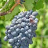 Winorośl Kodrianka 2L Podgląd zdjęcia produktu 2
