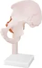 Anatomický model Anatomický model kostry bedrového kĺbu Náhľad obrázku produktu 2