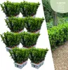 48 X Euonymus 'Green Spire' - 48 X Ø 7 Cm - ↨ 15 Cm Produktbild-Vorschau 1