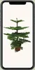 Araucaria Heterophylla Anteprima dell’immagine prodotto 4