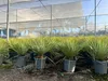 Sunny Tree - Yucca Rostrata - Palme - Stammhöhe 15/20 cm - Produktbild-Vorschau 3