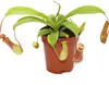 Pianta brocca - Nepenthes - vaso 9cm Anteprima dell’immagine prodotto 1