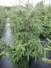 Picea orientalis Aurea - Orientalische Goldfichte - 80-100 Produktbild-Vorschau 6