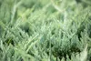 Juniperus horizontalis 'Blue Chip', Kriech-Wacholder, Produktbild-Vorschau 4