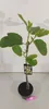 A potted fig tree with a plant tag attached to its stem. Náhľad obrázku produktu