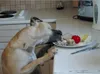 Pet Corrector per l'addestramento del cane. Aiuta a fermare Anteprima dell’immagine prodotto 15