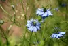 SAFLAX - BIO - čierny kmín - Nigella sativa - 300 Semená Náhľad obrázku produktu 5