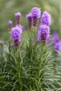 Liatris spicata 'Kobold', Prachtscharte, violett, ca. 9x9 Produktbild-Vorschau 1