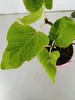 Ficus carica 'Black Mission' figovník, forma kríka, Náhľad obrázku produktu 5
