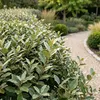 GreenboutiQ - Heckenpflanzen - Eleagnus ebbingei Compacta - Produktbild-Vorschau 4