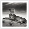Poster - Poster ohne Rahmen - Tierwelt weiblich katze Tier Produktbild-Vorschau 1