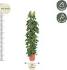 Herzblatt Philodendron Scandens - Zimmerpflanze - 150cm - Produktbild-Vorschau 1