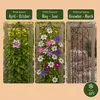 Green boutiQ - Klimplant - Clematis Rainbow - Bloem Roze Voir les images du produit 7