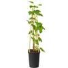 Ribes nero 'Ben Sarek', altezza 50-70 cm – *Ribes nigrum*, Anteprima dell’immagine prodotto 4