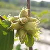 Webbs Preisnuss Haselnussstrauch Fruchtstand häufig mit10 Produktbild-Vorschau 2