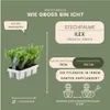 Plants by Frank | 12 Stechpalme Pflanzen | Ilex Crenata Produktbild-Vorschau 7