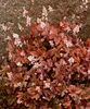 Stauden Gänge 1 x Heucherella Hybride 'Brass Lantern' im 1 Produktbild-Vorschau 6