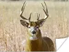 MuchoWow® Poster Hirsche - Gras - Herbst - Tiere - Natur - Produktbild-Vorschau 1