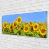 Glasbilder 125x50 Wandbild Druck auf Glas Sonnenblumen Produktbild-Vorschau 2