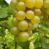 Winorośl Refren 2L Podgląd zdjęcia produktu 5