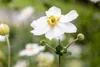 Anemone japonica 'Honorine Jobert', Herbst-Anemone, weiß, Produktbild-Vorschau 7