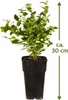 Heidelbeere Goldtraube 71 ca. 30 cm – robuste Produktbild-Vorschau 3