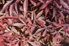 Acer palmatum 'Shaina', Japanischer Ahorn, kompakt, 60–80 Produktbild-Vorschau 3