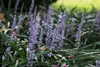 A close-up view of purple Liriope muscari flowers and green leaves. Produktbild-Vorschau