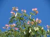 Lot de 4 plants d'Albizia julibrissin 'Rosea' (Arbre de Voir les images du produit 7