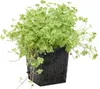 Bloomique - Hydrocotyle Variegata - Hydrocotyle panachée - Voir les images du produit 1