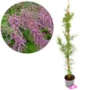 Tamarix tetandra, Tamariske, Höhe 80–100 cm, 2-Liter-Topf Produktbild-Vorschau 1