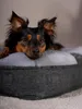 TrendPet LunaLounge Hundebett grau (80x70x18cm) Produktbild-Vorschau 13