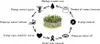 A diagram illustrating the health benefits of mung beans, with a central image of sprouts. Produktbild-Vorschau