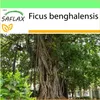 SAFLAX Garden to go - Bengálský škrtič obr - Ficus Náhled obrázku produktu 10