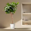 Ficus Lyrata XXL 230cm - Pianta da appartamento extra large Anteprima dell’immagine prodotto 3