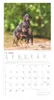 Alpha Edition - Welpen Kalender 2026 - Wandkalender 30x30 Produktbild-Vorschau 12