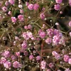 6 x Schleierkraut  - Gypsophila paniculata 'Flamingo'  | Produktbild-Vorschau 2
