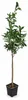Arancio Vaniglia 100–120 cm – Vanilleorange (Citrus Podgląd zdjęcia produktu 4