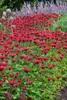 Monarda fistulosa 'Gardenview Scarlet', Indianernessel, Produktbild-Vorschau 2