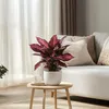 Blutblatt - 2 Stk - Iresine herbstii - Höhe 20-30cm - ⌀13cm Produktbild-Vorschau 4