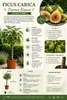 Ficus carica Fiorone Bianco Feigenbaum 180–200 cm XXL Produktbild-Vorschau 2