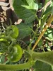 Rispenhalter Rispenbügel für Tomaten Paprika Gurken Produktbild-Vorschau 4