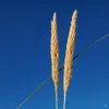 Stauden Gänge 10 x Ammophila arenaria im 1 Liter Topf - Produktbild-Vorschau 9