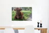 MuchoWow® Poster Schottisches Hochlandrind - Kröte - Tiere Produktbild-Vorschau 5