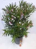 [Palmenlager] XXL Oleander PINK 150 cm -Busch - großer 33 Produktbild-Vorschau 2