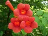 2 x  Flamingo-Strahlengriffel - Actinidia kolomikta  | Produktbild-Vorschau 3