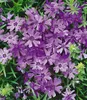 BALDUR-Garten 3er Phlox-Mix 'Flowers of the Sea',3 Produktbild-Vorschau 2