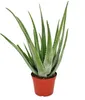 Aloe Vera - circa 7-8 anni - fiore di 21 cm, pianta enorme Anteprima dell’immagine prodotto 1