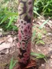 Amorofal (Amorphophallus borneensis)  – 1 wykiełkowane Podgląd zdjęcia produktu 3