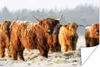 MuchoWow® Poster Schottische Hochlandrind - Schnee - Wald Produktbild-Vorschau 1